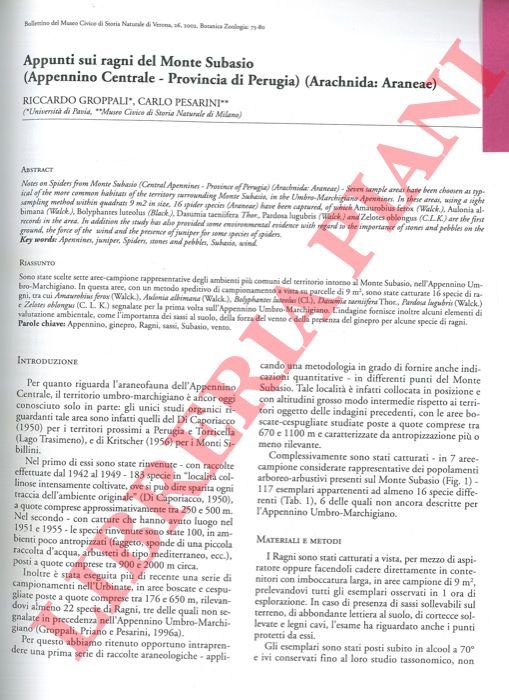 Appunti sui ragni del Monte Subasio (Appennino Centrale - Provincia … | Immagine Gallery 3