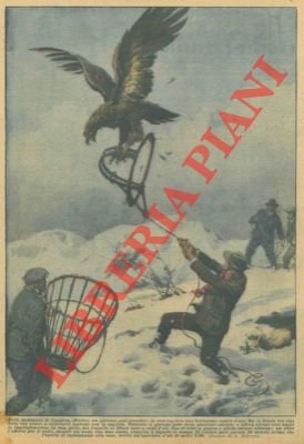 Aquila catturata, a fatica, presso Biella, con una tagliola.