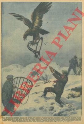 Aquila catturata, a fatica, presso Biella, con una tagliola.
