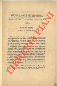 Aracnidi raccolti nel sud-america dal dott. Vincenzo Ragazzi. | Immagine Gallery 2