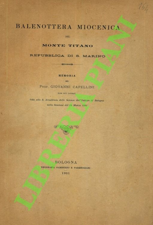 Balenotera miocenica del Monte Tinano repubblica di San Marino.