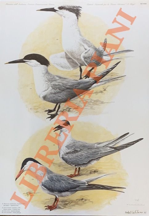 Beccapesci (Thalasseus sandvicensis), Sterna comune (Sterna hirundo).