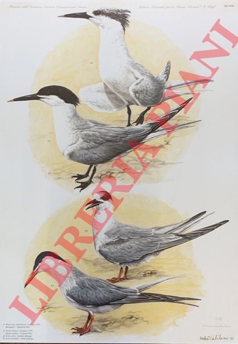 Beccapesci (Thalasseus sandvicensis), Sterna comune (Sterna hirundo).