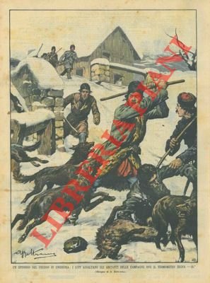 Branchi di lupi assaltano gli abitanti delle campagne in Ungheria.