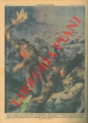 Branco di pecore assalito e decimato da cani randagi.
