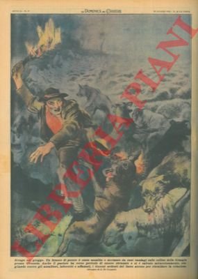 Branco di pecore assalito e decimato da cani randagi.