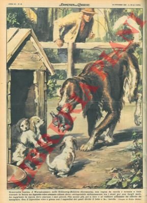 Cagna da caccia torna a casa tenendo in bocca un …