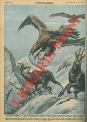 Camosci aggrediti da aquile e falchi si salvano rifugiandosi nei …
