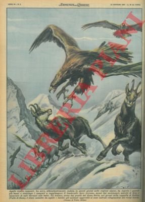 Camosci aggrediti da aquile e falchi si salvano rifugiandosi nei …