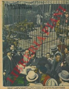 Cento leoni in vendita all'asta pubblica, a Napoli : il …