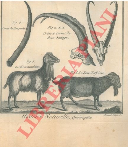 Cervidi, ecc. (Tableau éncyclopédique et methodique des trois règne de … | Immagine Gallery 3