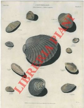 Conchiglie. Cardium e telline.