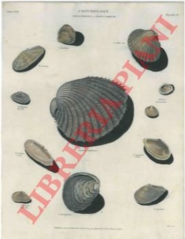 Conchiglie. Cardium e telline.