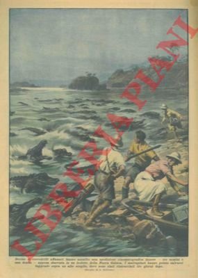 Decine di coccodrilli affamati hanno assalito una spedizione cinematografica danese …