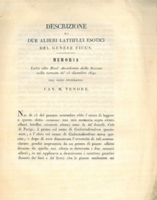 Descrizione di due alberi lattiflui esotici del genere Ficus.