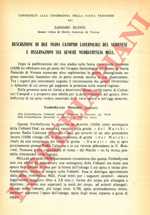 Descrizione di due nuovi Catopidi cavernicoli del Veronese e osservazioni … | Immagine Gallery 3