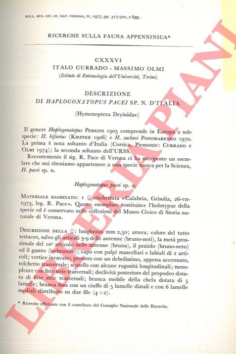 Descrizione di Haplogonatopus pacei sp. n. d'Italia (Hymenoptera Dryinidae) .