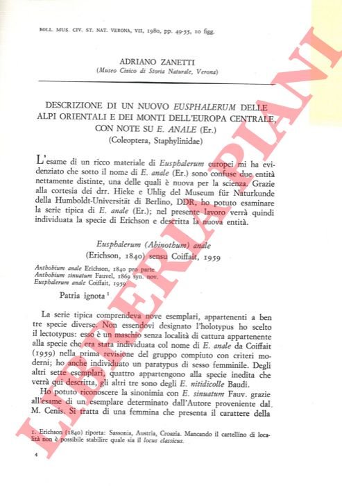 Descrizione di un nuovo Eusphalerum delle Alpi Orientali e dei …