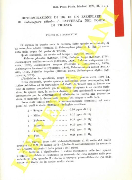 Determinazione di Hg in un esemplare di Balaenoptera phisalus L. …