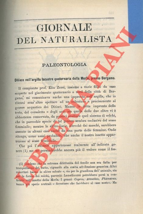 Ditisco nell'argilla lacustre quaternaria della Morla, presso Bergamo.