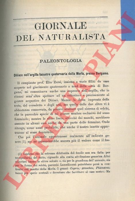 Ditisco nell'argilla lacustre quaternaria della Morla, presso Bergamo. | Immagine Gallery 3