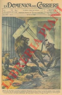 Domatore viene assalito da un leone mentre cerca di accudire …