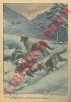 Due cani San Bernardo salvano il prof. Karvas e la …