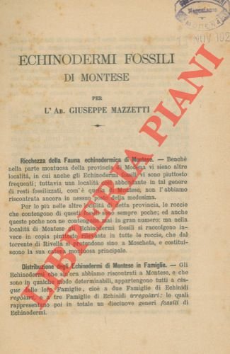 Echinodermi fossili di Montese.