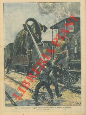 Elefante impedisce al treno che lo trasportava di proseguire la …