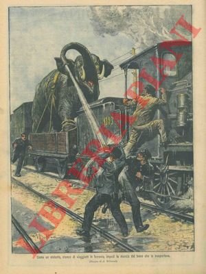 Elefante impedisce al treno che lo trasportava di proseguire la …