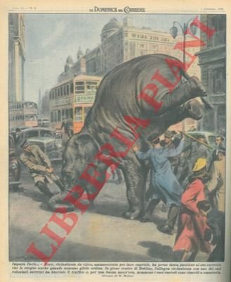 Elefantessa da circo ammaestrata per fare capriole blocca il traffico …