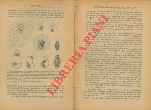Embriologia della Peperomia maculosa Hook.
