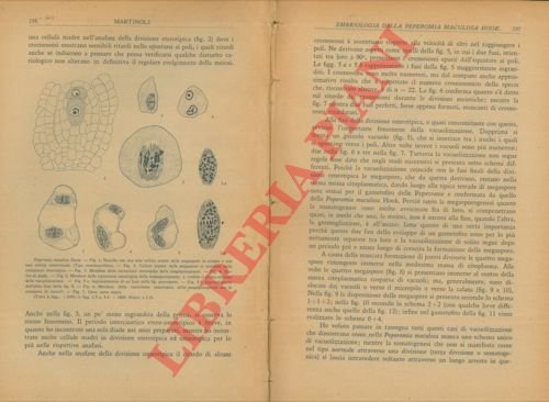 Embriologia della Peperomia maculosa Hook.
