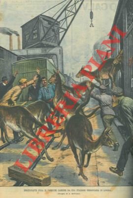 Emozionante fuga di canguri alla stazione ferroviaria di Londra.