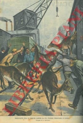 Emozionante fuga di canguri alla stazione ferroviaria di Londra.