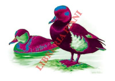 Fistione turco (Netta rufina).