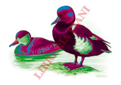 Fistione turco (Netta rufina).