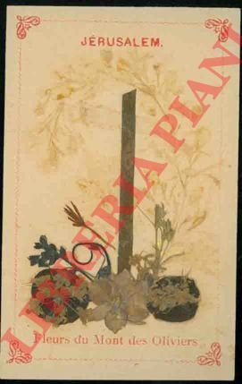 Fleurs du Mont des Oliviers. Jerusalem. | Immagine Gallery 3
