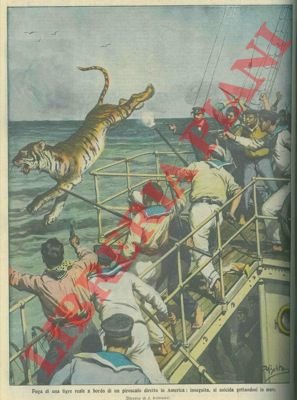 Fuga di una tigre reale da un piroscafo: si suicida …
