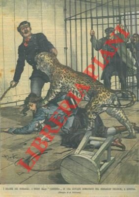 Giovane domatrice assalita da un leopardo nel serraglio di Ehlbeck, …