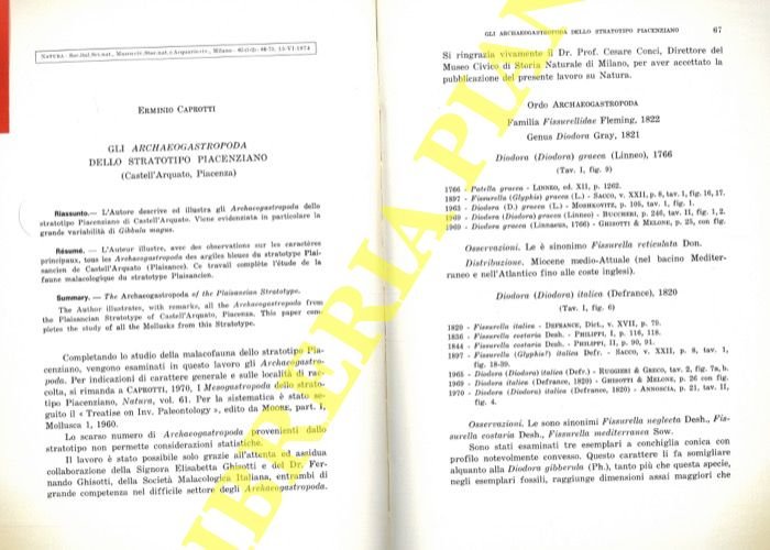 Gli Archaeogastropoda dello stratotipo Piacenziano (Castell'Arquato, Piacenza) .