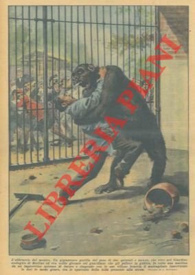 Gorilla solito a giocare col guardiano, viene colto una mattina …