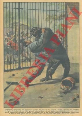 Gorilla solito a giocare col guardiano, viene colto una mattina …