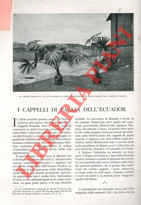 I cappelli di paglia dell'Ecuador.