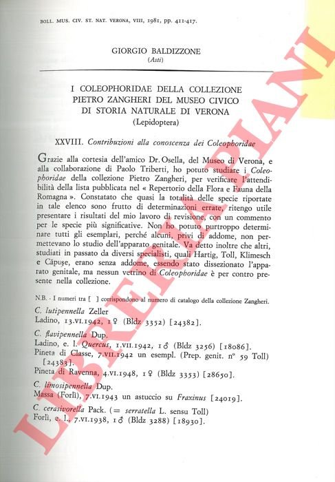 I Coleophoridae della Collezione Pietro Zangheri del Museo Civico di …
