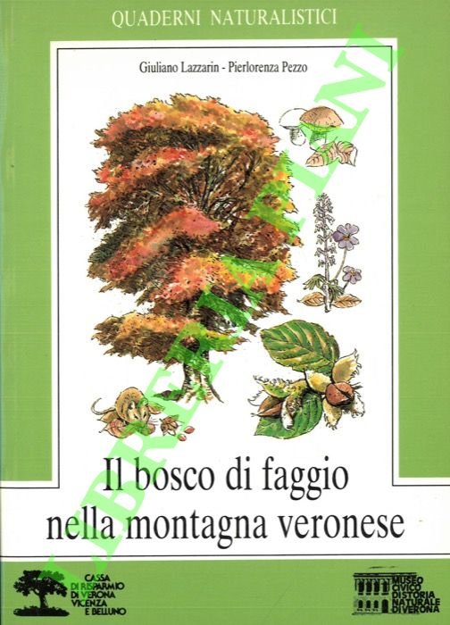 Il bosco di faggio nella montagna veronese. | Immagine principale