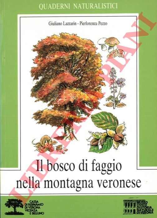 Il bosco di faggio nella montagna veronese. | Immagine Gallery 2