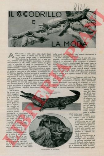 Il coccodrillo e la moda.