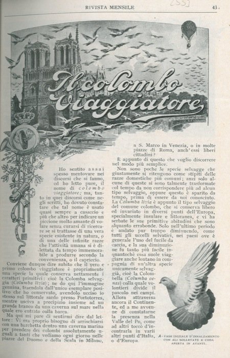 Il colombo viaggiatore.