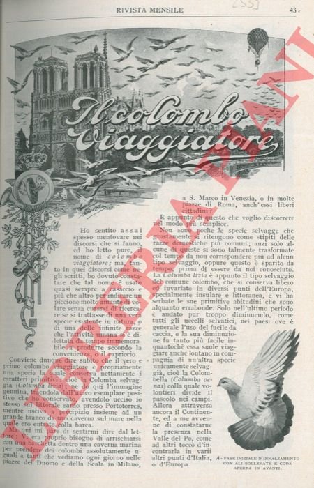 Il colombo viaggiatore.